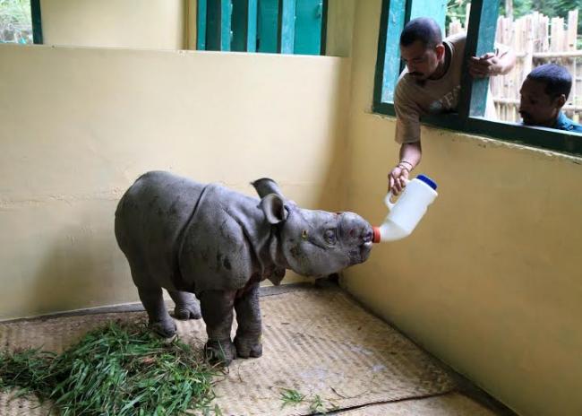 CWRC-MVS treats male rhino calf injured by tiger