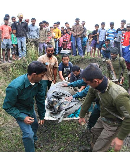 CWRC-MVS treats male rhino calf injured by tiger