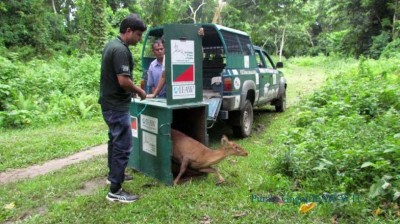 33 wild animals rescued by Center for Wildlife Rehabilitation and Conservation
