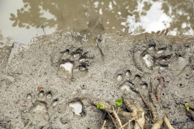 Cast And Crew of Roar encountered tiger pugs