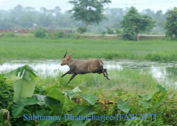 33 wild animals rescued by Center for Wildlife Rehabilitation and Conservation