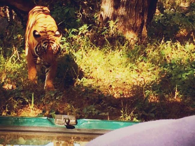 Pulkit Samrat goes on jungle safari