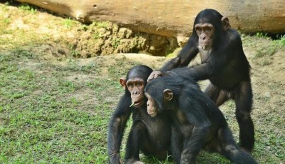 Alipore Zoo shifts trio-chimps to enclosure