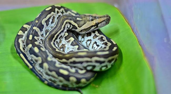 Two rock python hatchlings unveiled in Kolkata zoo