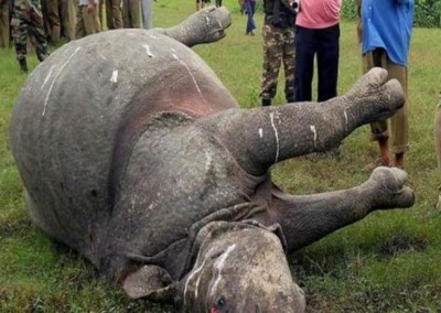 Another rhino poached in Kaziranga