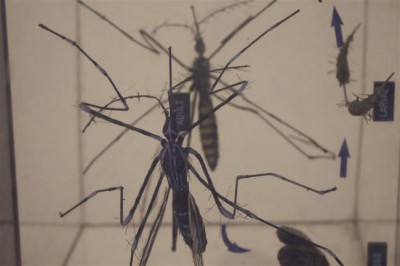 UN health agency urges action now in European countries to prevent Zika virus spread  