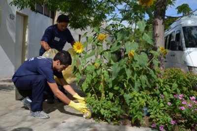 Twenty countries in the Americas reporting cases of Zika virus: WHO