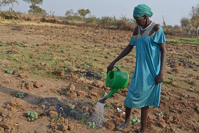 Looking beyond â€˜quick-fixâ€™ solutions, UN agencies help South Sudan refugees become self-sufficient