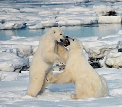 Humphrey and Hudson polar bears return to Toronto Zoo