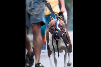 Toronto to shame dangerous dogs and their owners publicly