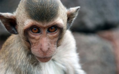 After 'harassing' 150 females, naughty monkey captured in Bihar