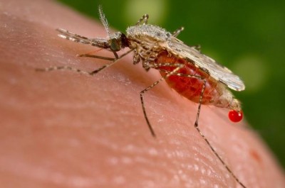 Dengue  Malaria larvae found in Kolkata's top schools