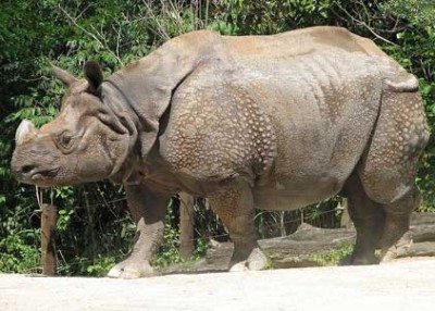 Rhino attack Mumbai tourist team in Kaziranga National Park