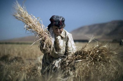 UN agency boosts efforts to detect and prevent spread of damaging wheat rusts