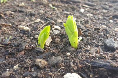  'We urgently need healthy soils to ensure essential services they provide,' Ban says on World Soil Day