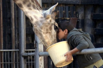 FEATURE: at UN film screening, animal heist fable serves as poignant metaphor for Middle East relations