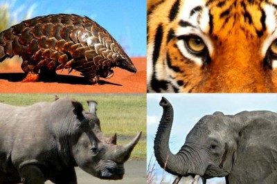 With many plant and animal species â€˜hanging on by a thread,â€™ UN urges action to tackle wildlife crime