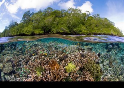 Blue Abadi Fund raises US$ 23 million to sustain Indonesiaâ€™s Birdâ€™s Head Seascape