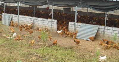 India declares itself free from highly pathogenic avian influenza from Thursday 