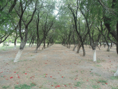 Tree trunks in upland forests emit methane, finds study