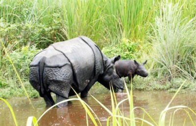 Rehabilitated rhino gives birth to her second calf in Manas national park