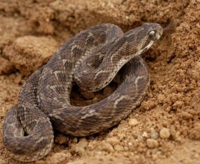Canada: Poisonous snakes seized from Toronto home