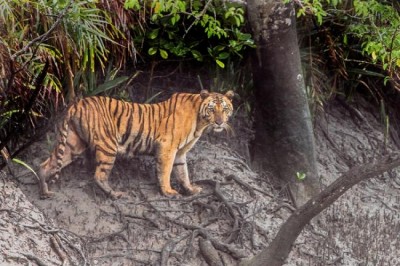 Here come the Sundarban tigers 