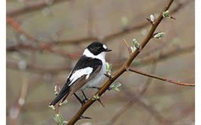 Canada: Climate change causes bird's plumage to evolve, study suggests