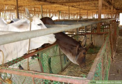 Pune: Mob attacks gau rakshaks in Ahmednagar 