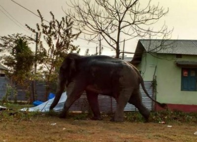Two wild jumbos killed after hit by passenger train in Guwahati