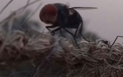 Lifespan prolonged by inhibiting common enzyme, finds study