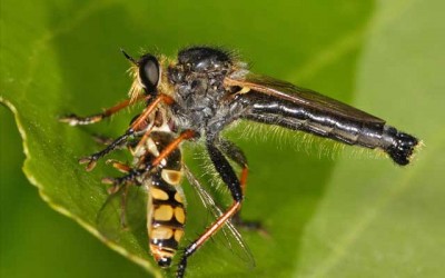 Insects can see the world in much finer resolution than previously thought, finds study