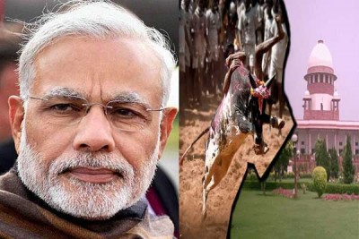 As Jallikattu protests continue, TN CM seeks legal options to remove ban 