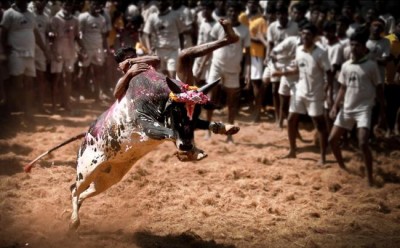 Jallikattu Bill passed by Tamil Nadu Assembly