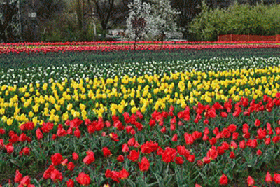 Kashmir: Tulip Gardens opens for visitors