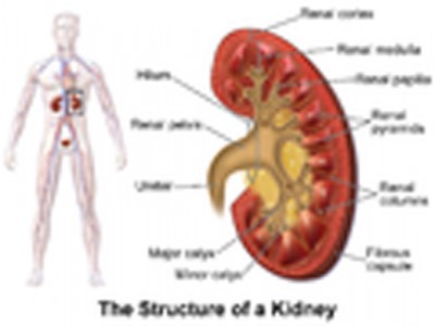Bihar doctor â€˜removesâ€™ kidney of newborn