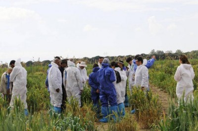  International collaboration on wheat rust can curb threat to global supplies â€“ UN agen