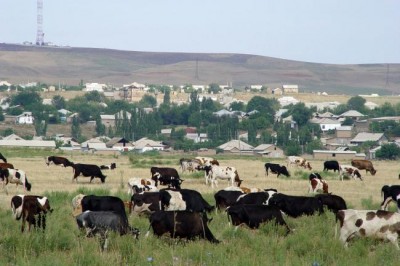 UN and partners launch plan to stop transmission of bovine tuberculosis to humans