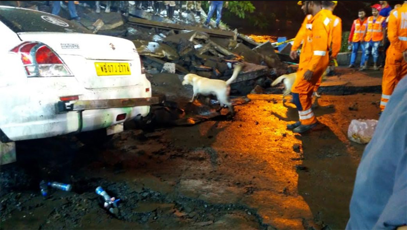 Kolkata bridge collapse: NDRF brings trained dog to find if anyone is trapped under the wreckage