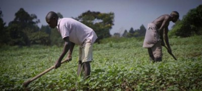 Weather reports come to aid of Ugandaâ€™s farmers