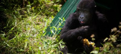 UNESCO condemns killing of rangers protecting mountain gorillas at renowned DR Congo wildlife park
