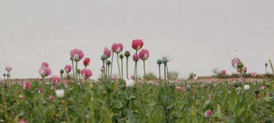 Record-high opium production in Afghanistan creates multiple challenges for region and beyond, UN warns