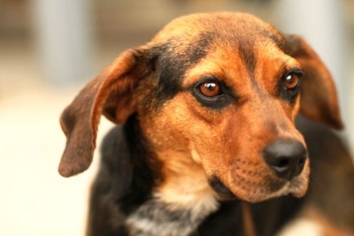 Study finds therapy dogs help stressed university students