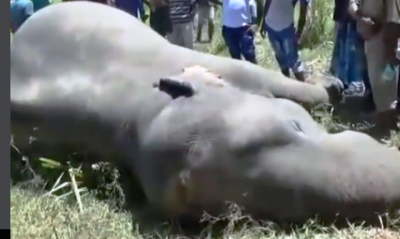 7 elephants electrocuted by power lines in Odisha village
