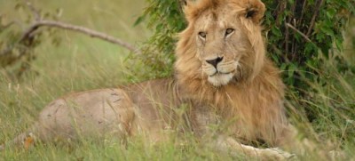 On World Wildlife Day, UN joins call for protection of planetâ€™s big cats