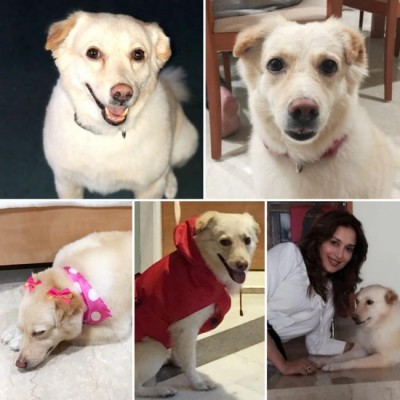 Madhuri Dixit grieves loss of her dog Riya