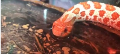 The internet is breaking with a video of a snake drinking water