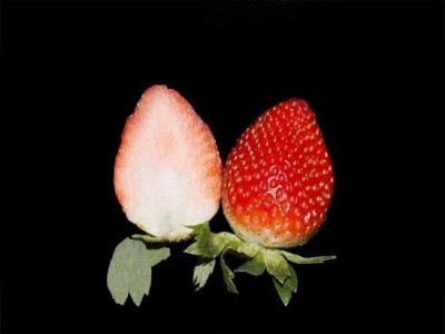 UMD researchers find gene that may greatly increase strawberry production