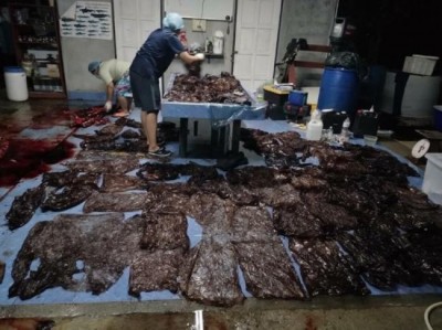 Thailand: Whale dies after consuming 80 plastic bags