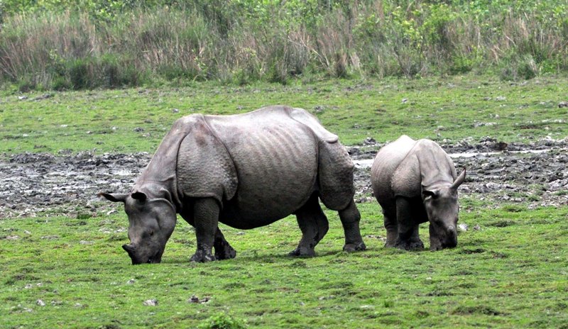 Indian Rihnos,,Wild Elephant in Kaziranga National Park